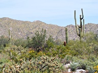 White Tank Mountain Regional Park photo thumbnail