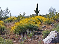 White Tank Mountain Regional Park photo thumbnail