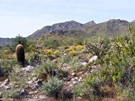 White Tank Mountain Regional Park photo thumbnail