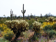 White Tank Mountain Regional Park photo thumbnail