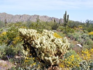 White Tank Mountain Regional Park photo thumbnail