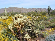White Tank Mountain Regional Park photo thumbnail