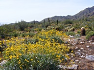 White Tank Mountain Regional Park photo thumbnail