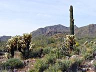 White Tank Mountain Regional Park photo thumbnail
