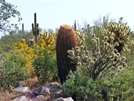 White Tank Mountain Regional Park photo thumbnail