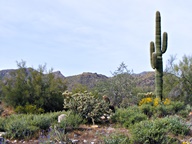 White Tank Mountain Regional Park photo thumbnail