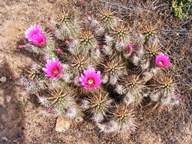 White Tank Mountain Regional Park photo thumbnail