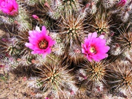 White Tank Mountain Regional Park photo thumbnail