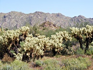 White Tank Mountain Regional Park photo thumbnail