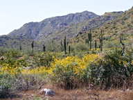 White Tank Mountain Regional Park photo thumbnail