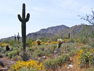 White Tank Mountain Regional Park photo thumbnail