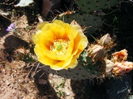 White Tank Mountain Regional Park photo thumbnail