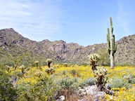 White Tank Mountain Regional Park photo thumbnail