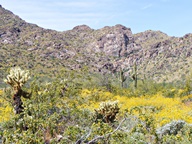 White Tank Mountain Regional Park photo thumbnail