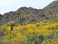 White Tank Mountain Regional Park photo thumbnail
