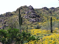 White Tank Mountain Regional Park photo thumbnail