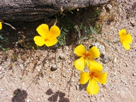 White Tank Mountain Regional Park photo thumbnail