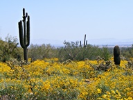 White Tank Mountain Regional Park photo thumbnail