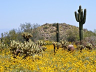 White Tank Mountain Regional Park photo thumbnail