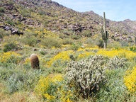 White Tank Mountain Regional Park photo thumbnail