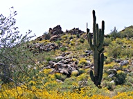 White Tank Mountain Regional Park photo thumbnail