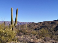 Saguaro National Park Rincon Mountain Division photo thumbnail