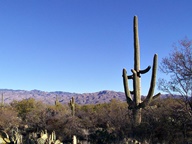 Saguaro National Park Rincon Mountain Division photo thumbnail