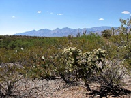 Saguaro National Park Rincon Mountain Division photo thumbnail