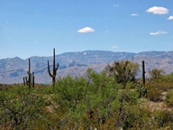 Saguaro National Park Rincon Mountain Division photo thumbnail