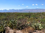 Saguaro National Park Rincon Mountain Division photo thumbnail
