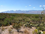 Saguaro National Park Rincon Mountain Division photo thumbnail