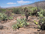 Saguaro National Park Rincon Mountain Division photo thumbnail