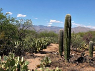 Saguaro National Park Rincon Mountain Division photo thumbnail