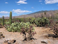 Saguaro National Park Rincon Mountain Division photo thumbnail