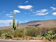 Saguaro National Park Rincon Mountain Division photo thumbnail