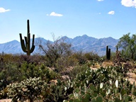 Saguaro National Park Rincon Mountain Division photo thumbnail