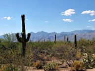 Saguaro National Park Rincon Mountain Division photo thumbnail
