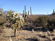 Saguaro National Park Rincon Mountain Division photo thumbnail
