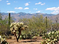 Saguaro National Park Rincon Mountain Division photo thumbnail