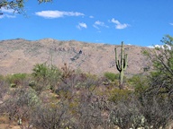 Saguaro National Park Rincon Mountain Division photo thumbnail