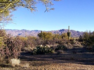 Saguaro National Park Rincon Mountain Division photo thumbnail