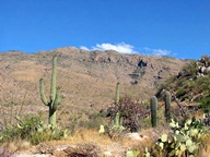Saguaro National Park Rincon Mountain Division photo thumbnail