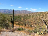 Saguaro National Park Rincon Mountain Division photo thumbnail
