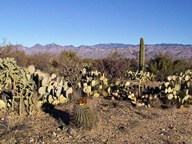 Saguaro National Park Rincon Mountain Division photo thumbnail