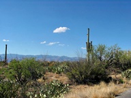 Saguaro National Park Rincon Mountain Division photo thumbnail