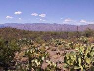 Saguaro National Park Rincon Mountain Division photo thumbnail