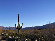 Saguaro National Park Rincon Mountain Division photo thumbnail