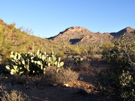 Saguaro National Park Rincon Mountain Division photo thumbnail