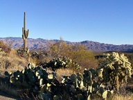 Saguaro National Park Rincon Mountain Division photo thumbnail