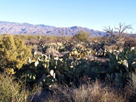 Saguaro National Park Rincon Mountain Division photo thumbnail